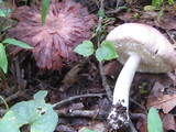 Agaricus placomyces image