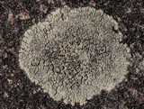 Rinodina oxydata image