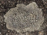 Rinodina oxydata image