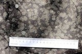 Rinodina oxydata image