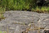 Rinodina oxydata image
