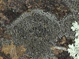 Rinodina destituta image
