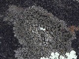 Rinodina destituta image