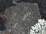 Rinodina destituta image