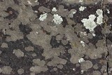 Rinodina destituta image