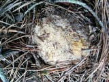 Scleroderma polyrhizum image