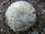Scleroderma polyrhizum image