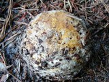 Scleroderma polyrhizum image