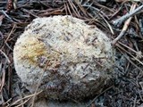 Scleroderma polyrhizum image