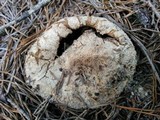 Scleroderma polyrhizum image