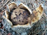 Scleroderma polyrhizum image