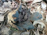 Scleroderma polyrhizum image