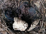Scleroderma polyrhizum image