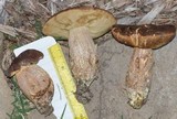 Leccinellum crocipodium image