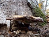 Ganoderma curtisii image