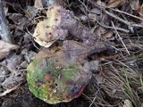 Ganoderma curtisii image