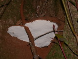 Ganoderma australe image