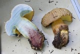 Boletus rubripes image