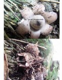 Geastrum coronatum image