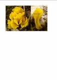 Dacryopinax spathularia image