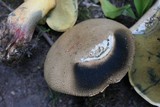 Boletus rubripes image