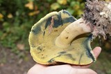 Boletus rubripes image