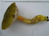 Tylopilus virens image