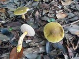 Tylopilus virens image