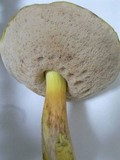 Tylopilus virens image