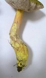 Tylopilus virens image