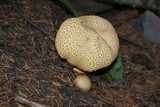 Boletus rubripes image