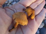 Gymnopilus sapineus image
