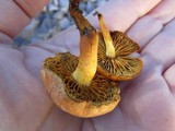 Gymnopilus sapineus image