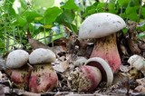 Rubroboletus satanas image