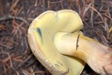 Boletus rubripes image