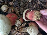 Rubroboletus satanas image