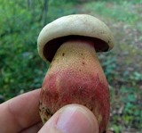 Rubroboletus satanas image