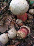 Rubroboletus satanas image