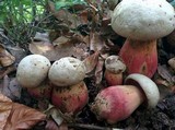Rubroboletus satanas image