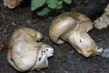 Catathelasma ventricosum image