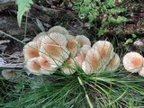 Pholiota squarrosoides image