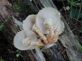 Pholiota squarrosoides image
