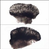 Amandinea punctata image