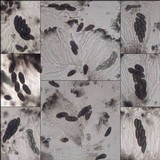 Amandinea punctata image
