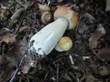 Boletus chippewaensis image