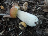 Boletus chippewaensis image