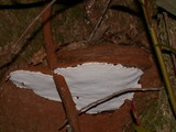 Ganoderma australe image