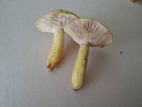 Lactarius aspideoides image