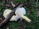 Lactarius aspideoides image