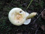 Lactarius aspideoides image